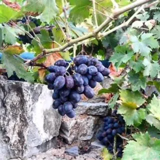 Memedım Zeynep's Kıyıkıslacık